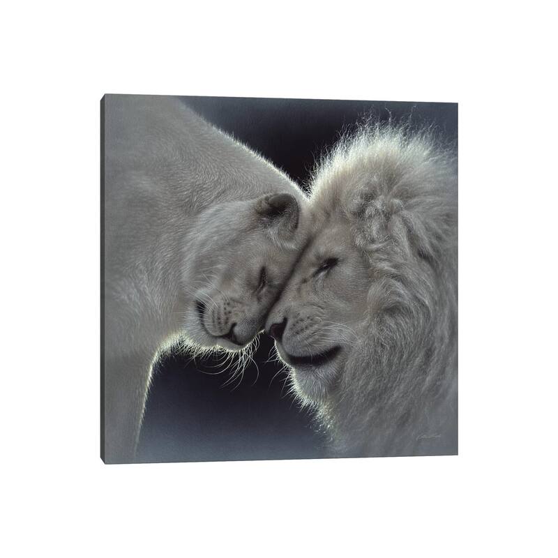 iCanvas "White Lion Love, Square" by Collin Bogle Canvas Print