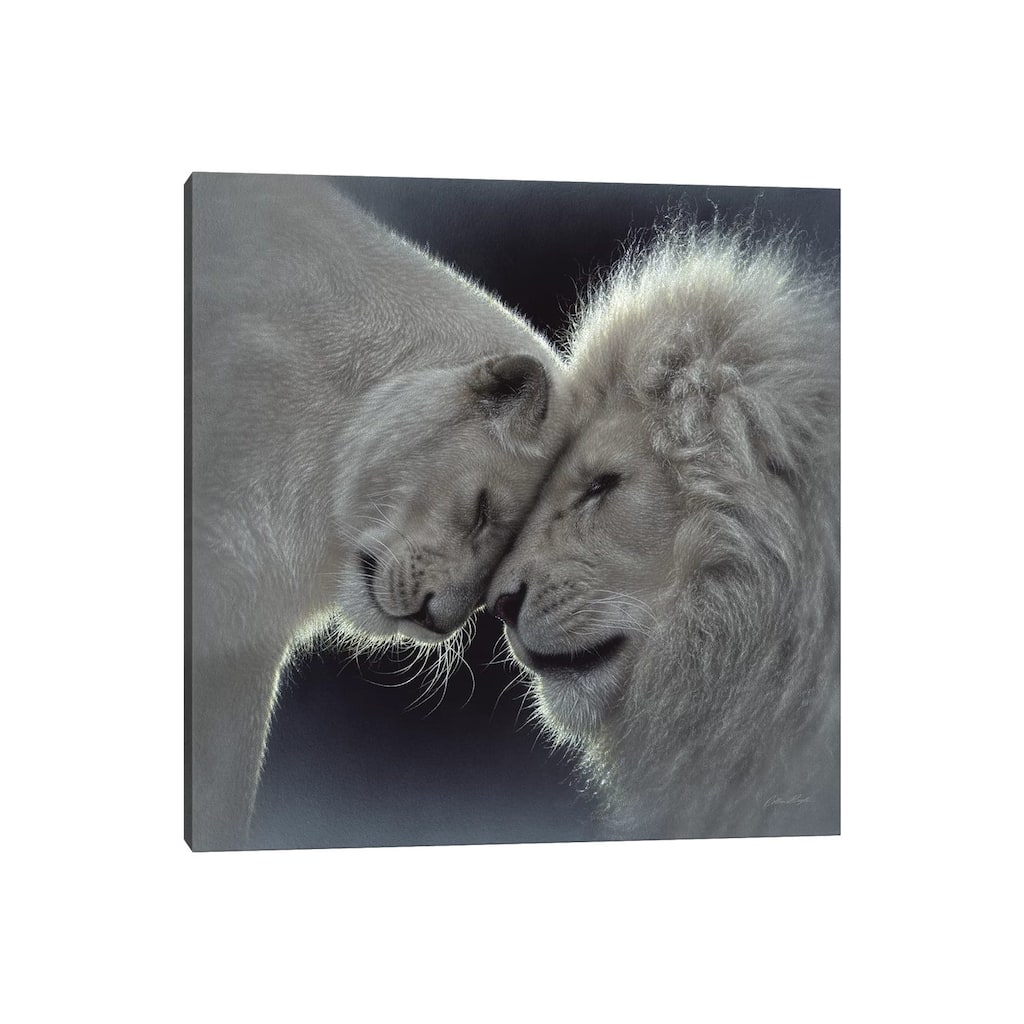iCanvas "White Lion Love, Square" by Collin Bogle Canvas Print
