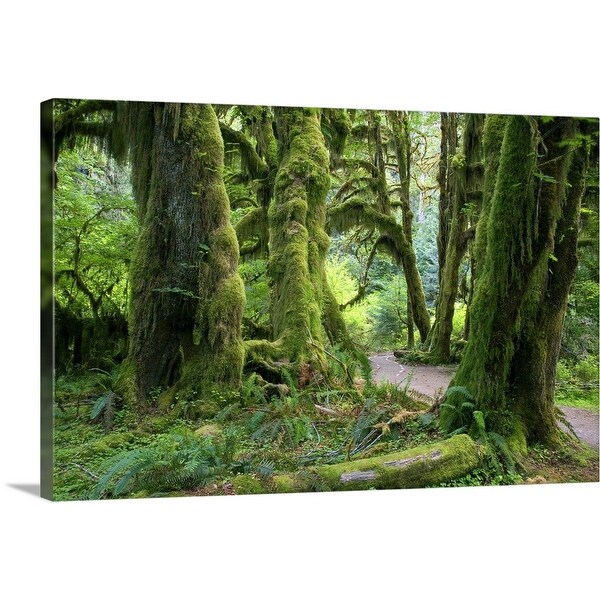 "USA, Washington, Olympic National Park, Hoh Rain Forest" Canvas Wall Art