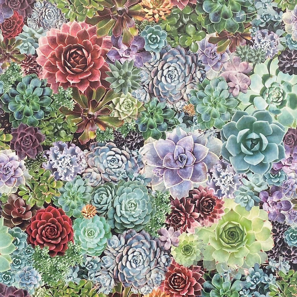 Arthouse Rhea Multicolor Succulents Wallpaper