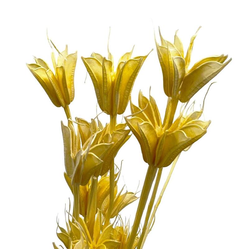 Bundle of 4 Dried Octagon Flower, Nigella Orientalis-Love in a Mist, 24" - 24 inches