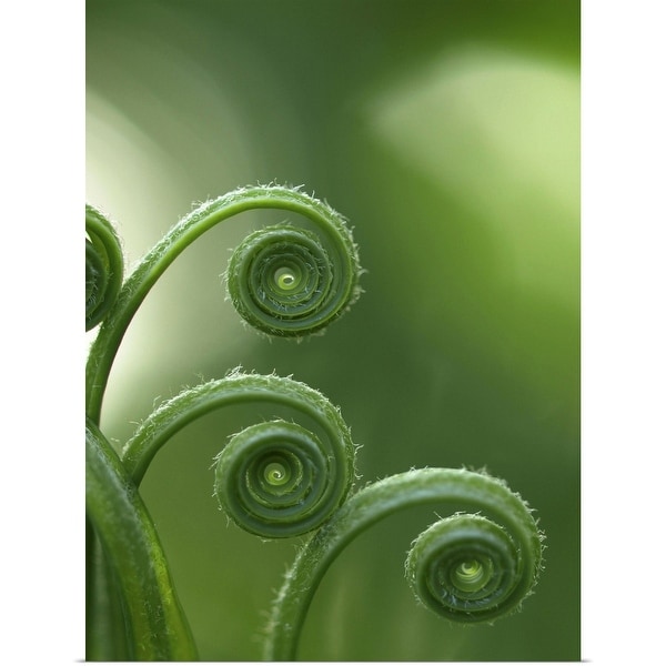 "Fern in forest." Poster Print