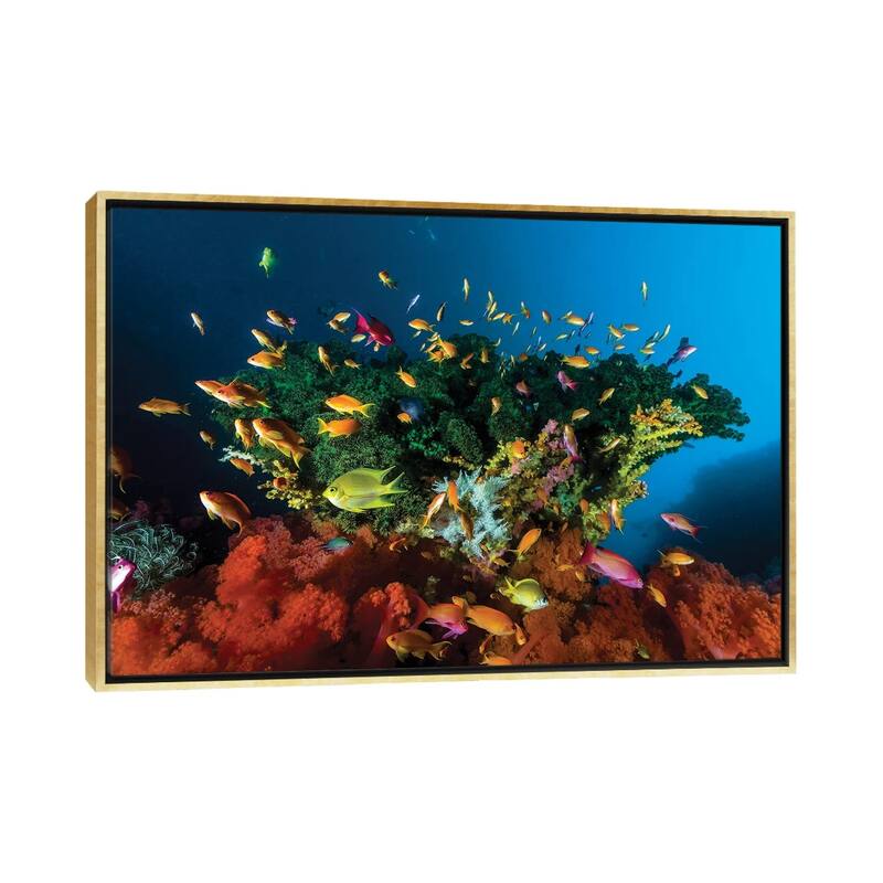 iCanvas "Reef Scene With Anthias Fish, Cebu, Philippines" by Bruce Shafer Framed - Gold - 18x26