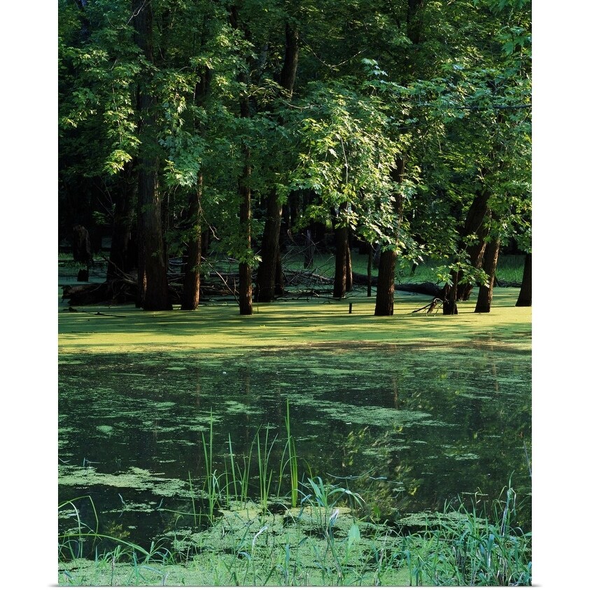 Shop Algae Covered Backwaters Of Mississippi River Upper Mississippi National Wildlife Refuge Iowa Poster Print On Sale Overstock 16881382