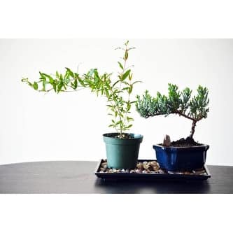 9GreenBox - Bonsai Humidity Drip Tray 8" x 10" with Pebbles Rocks - Bed  Bath & Beyond - 17825025