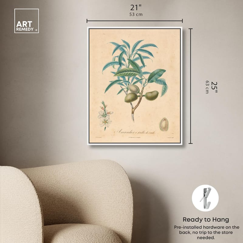 Almond of Georgia II Canvas by Art Remedy