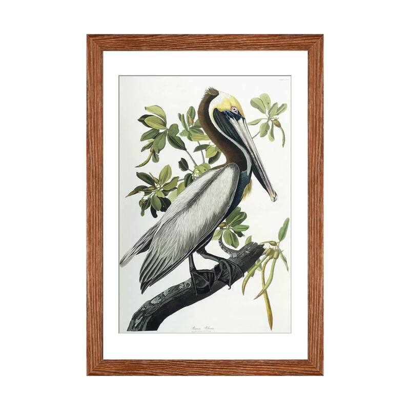 iCanvas "Brown Pelican, 1835 " by John James Audubon - Walnut - 24x16x1