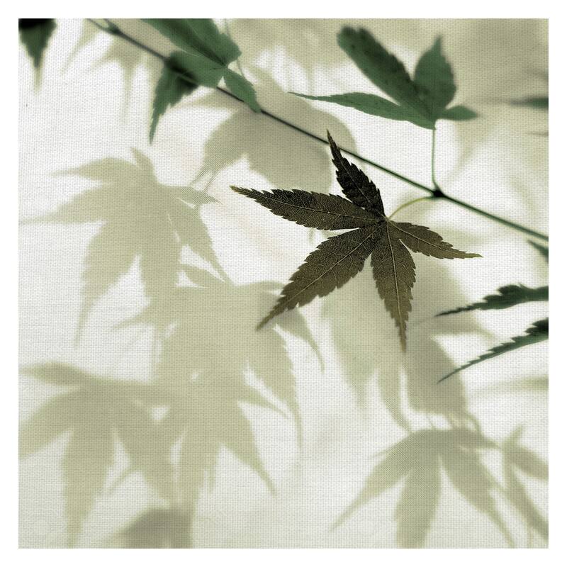 Japanese Maple #1 by Alan Blaustein Canvas Art Print