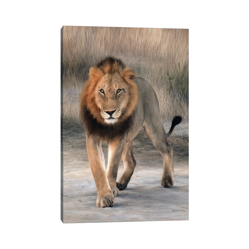 iCanvas "African Lion Walking" by Rachel Stribbling Canvas Print