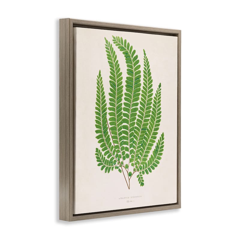 Stupell Cottage Ferns Study Framed Floater Canvas Wall Art Design By Phillipa Katz