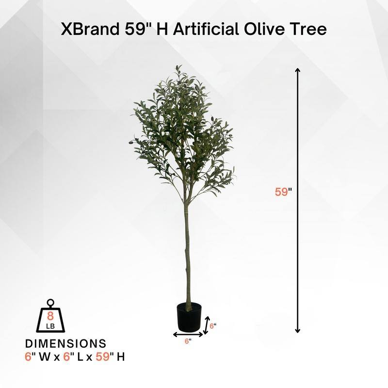 Olive Tree used in garden and outdoor, backyard