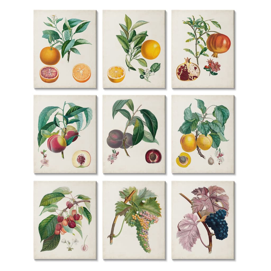 Stupell Tree and Vine Fruits Vintage Study Traditional Kitchen 9pc Multi Piece Canvas Wall Art Set - Multi-Color