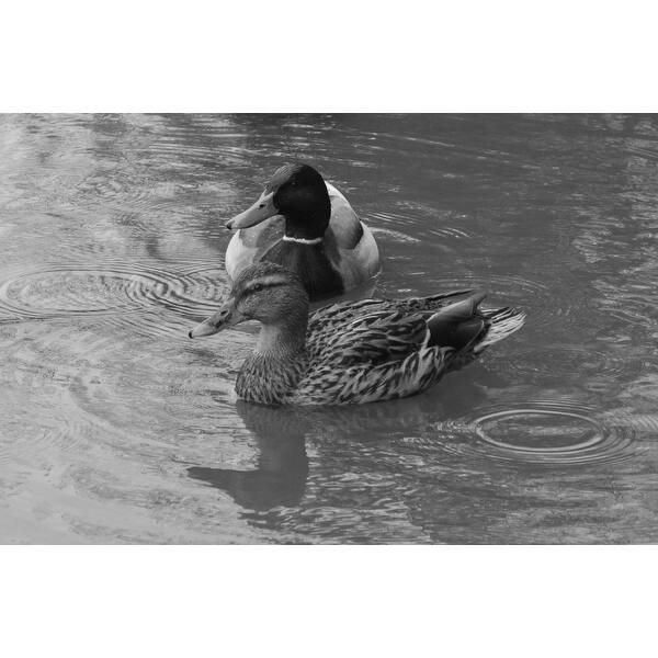 Black And White Ducks Photograph Art Print Bed Bath & Beyond 15273551