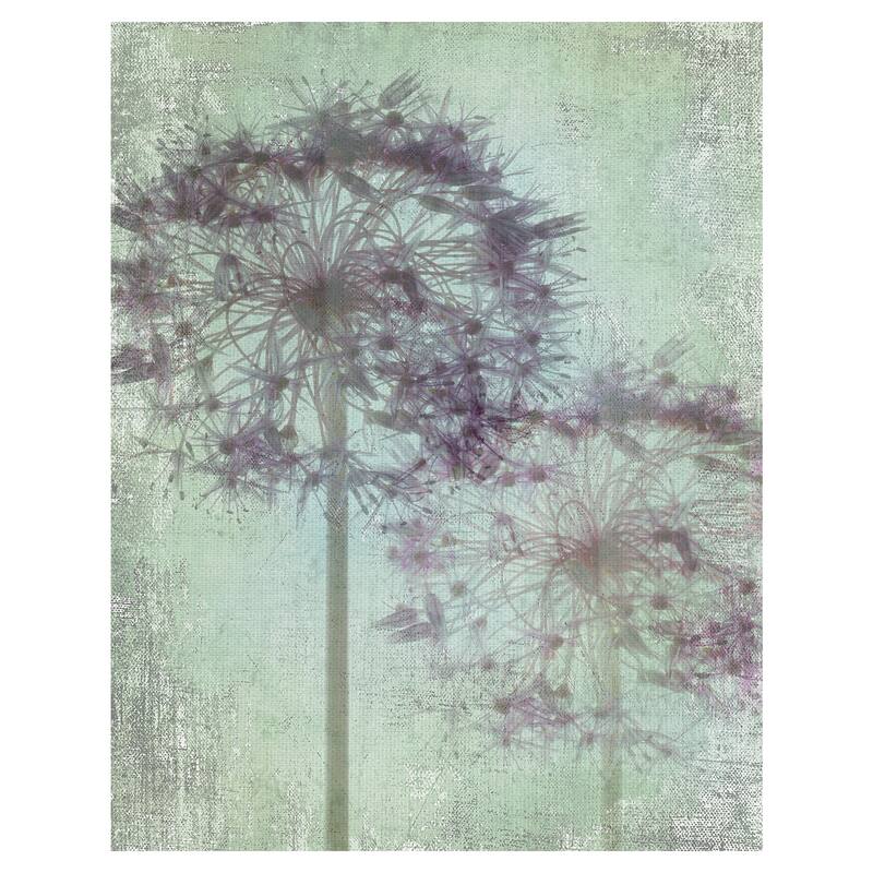 Allium Globe by Judy Stalus Canvas Art Print