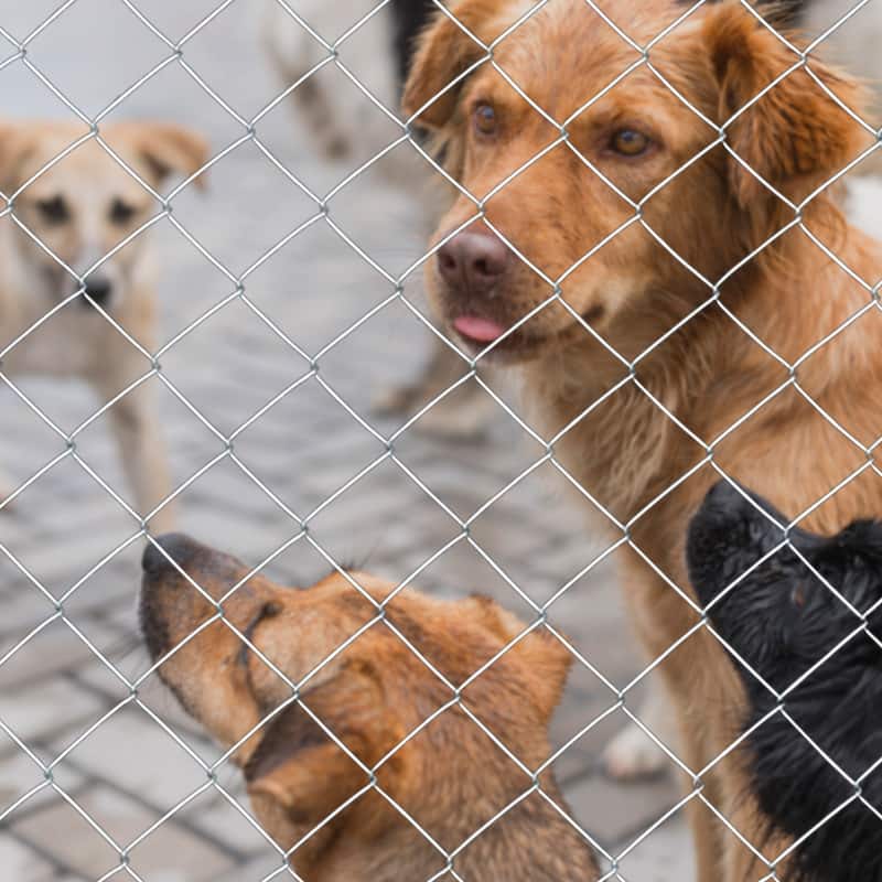 Anmytek Farm Fence 5.6ft x 57ft Heavy Zinc Coating Cattle Fence