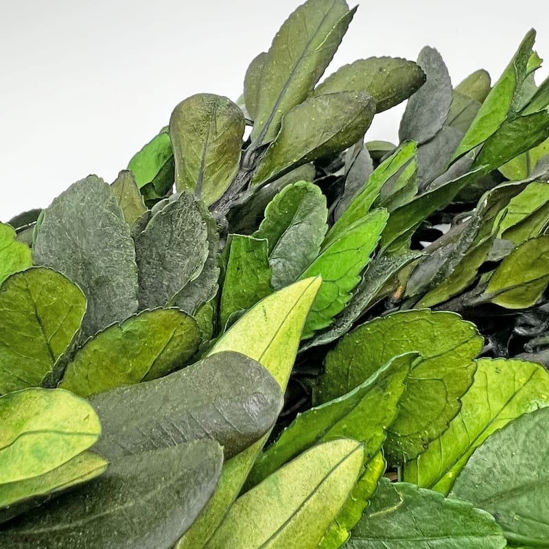 Preserved Decorative Dried Real Eucalyptus and Boxwood Wreath 21 Inch - Green
