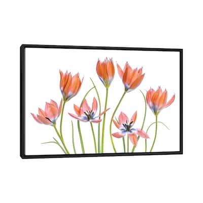 iCanvas "Apricot Tulips" by Mandy Disher Framed