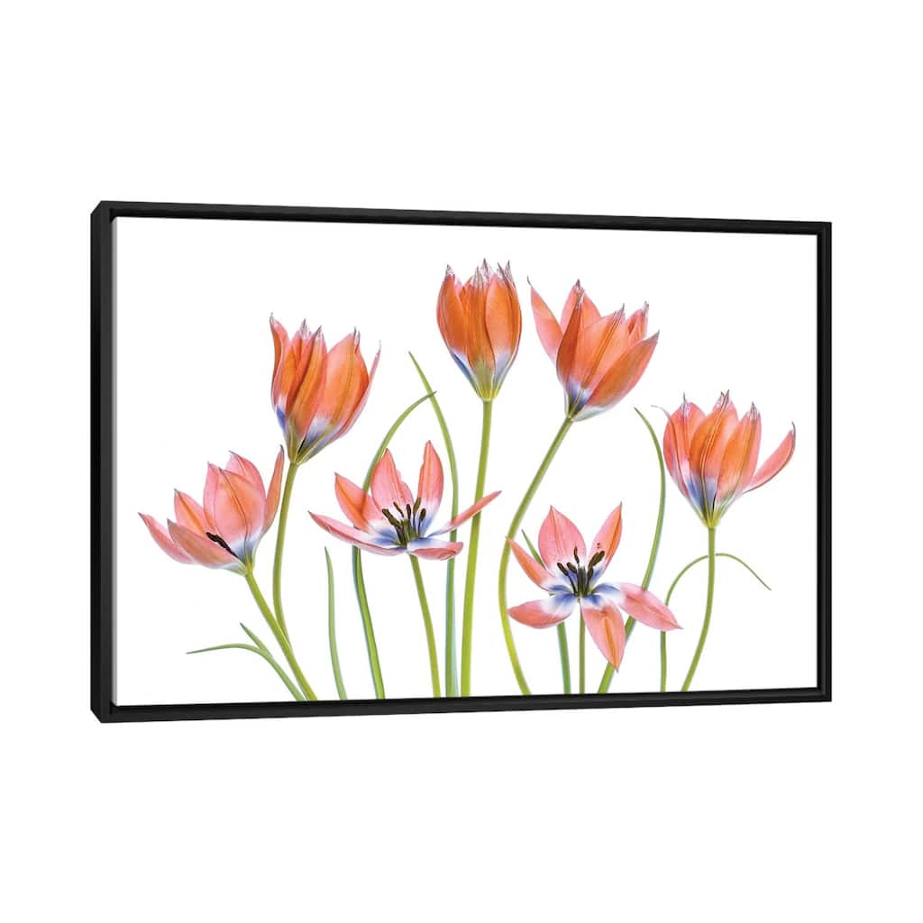 iCanvas "Apricot Tulips" by Mandy Disher Framed