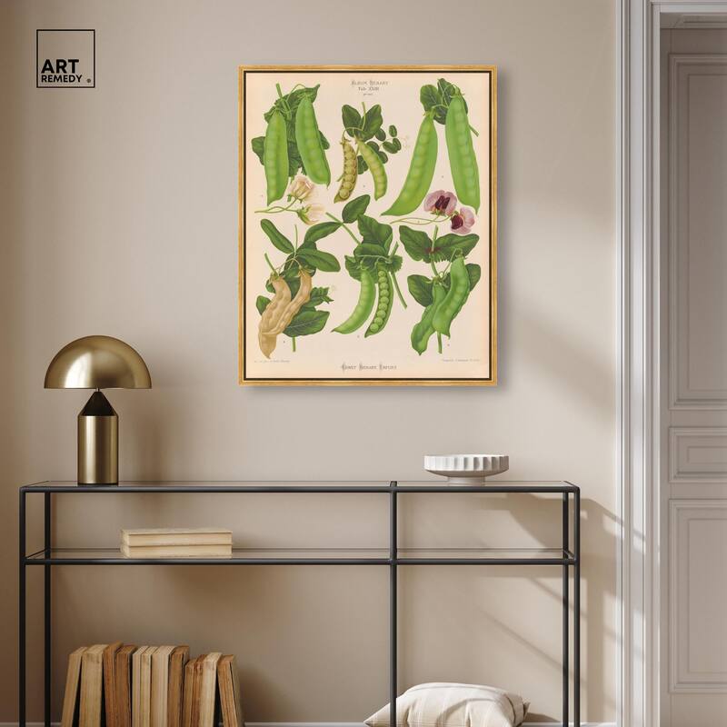 Podded Peas from Benary 1876 Canvas by Art Remedy