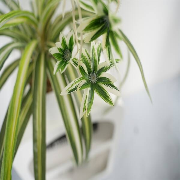 big w snake plant Sansevieria Laurentii – Hey Rooted