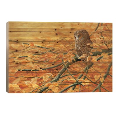 Golden Light Tawny Owl Print On Wood by Jeremy Paul - Multi-Color