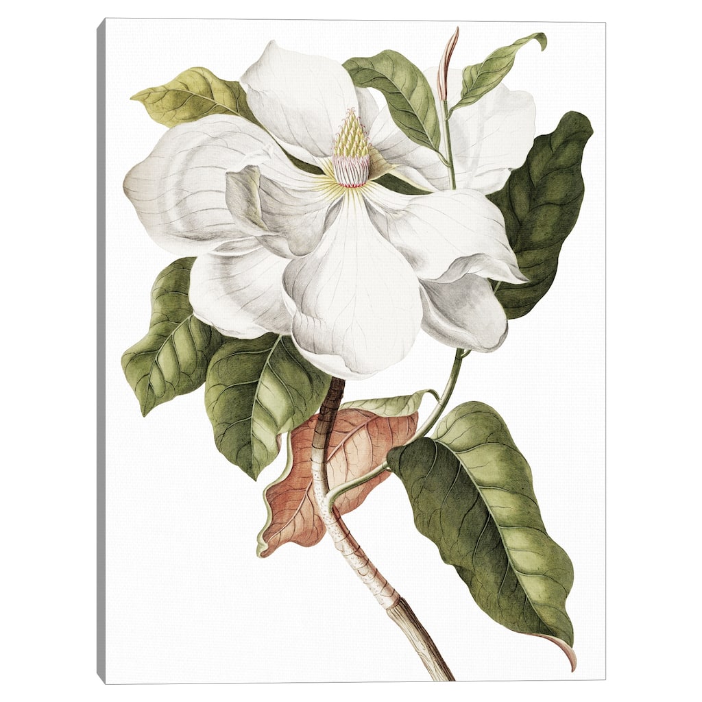 Southern Magnolia Crop Lite Canvas Art Print