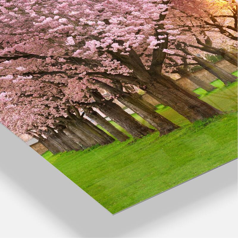 Fascinating Springtime Cherry Scenery - Landscape Glossy Metal Wall Art