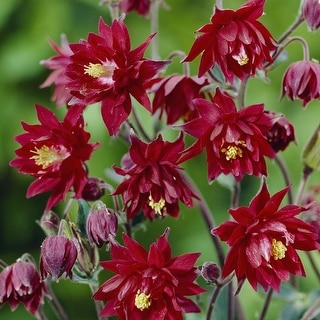 Columbine Roots Van Zyverden Aquilegia Columbine Ruby Port Set of 5 Roots - Bed Bath ...
