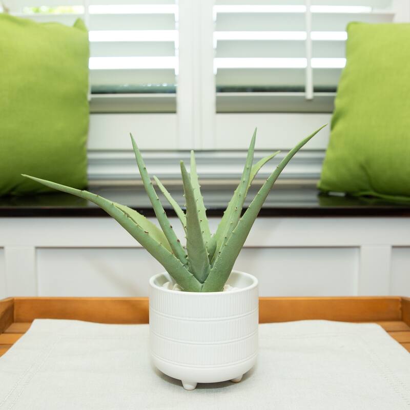 14" Aloe in 6" Barcode Footed Ceramic