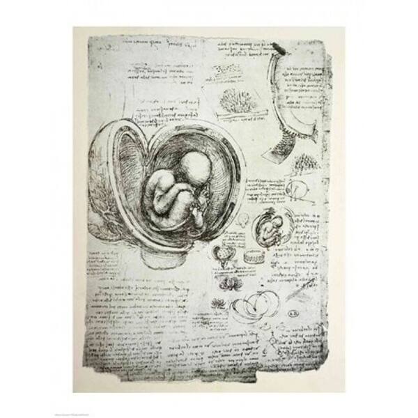 The Human Fetus In The Womb Poster Print By Leonardo Da Vinci (8 X 10