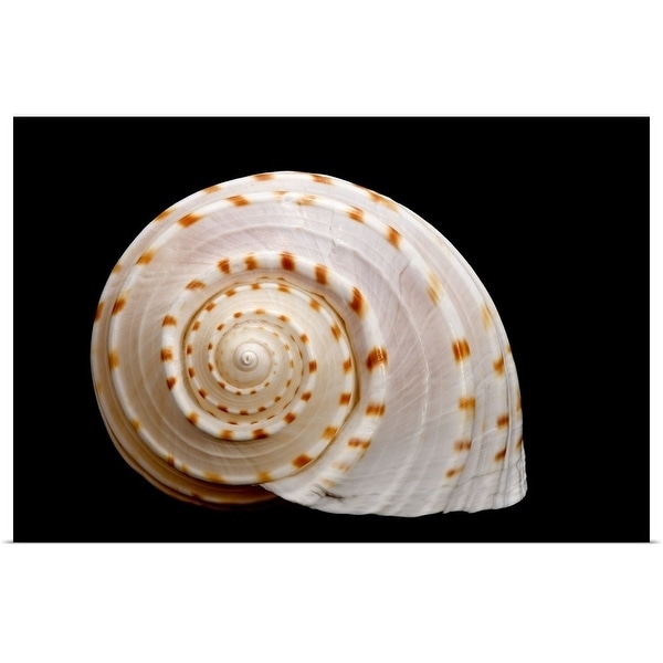 "Spotted Sea Snail Shell" Poster Print
