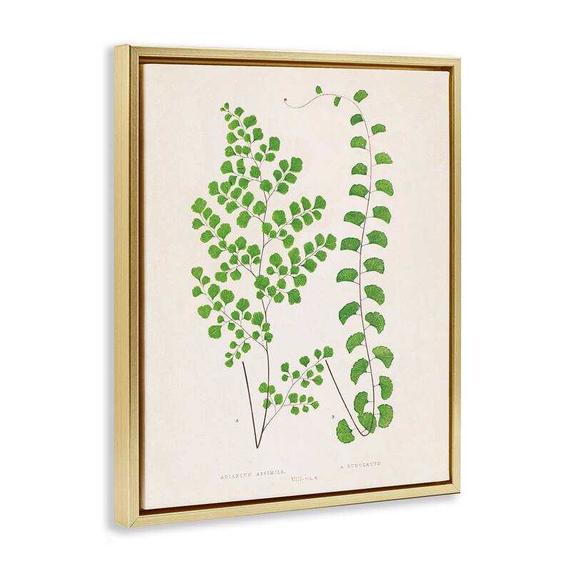 Stupell Vivid Green Ferns Study Framed Floater Canvas Wall Art Design By Phillipa Katz