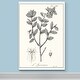 preview thumbnail 5 of 8, Antique Black & White Botanical-Premium Gallery Wrapped Canvas