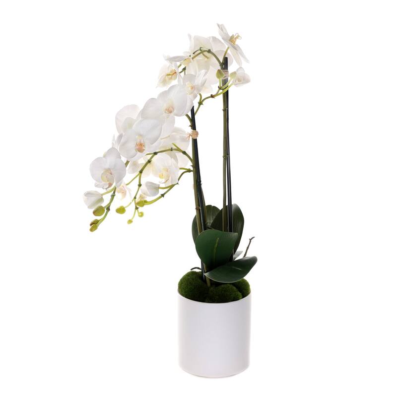 Real Touch Phalaenopsis Orchids in White Cylinder Pot