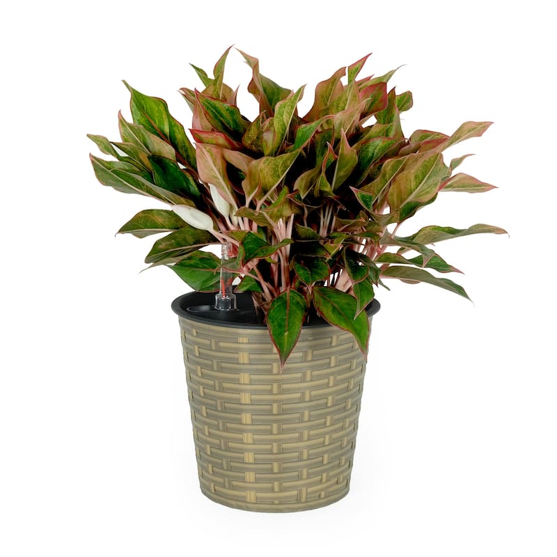 DTY Signature Self-watering Wicker Decor Planter for Indoor and Outdoor - Round - 13.4 inch Round - Tan
