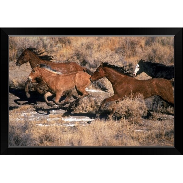 "Horses running wild through desert, NV" Black Framed Print
