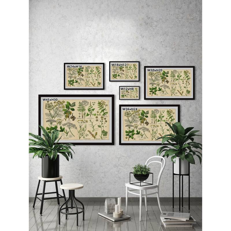 Selinum Carvifolia Framed Print