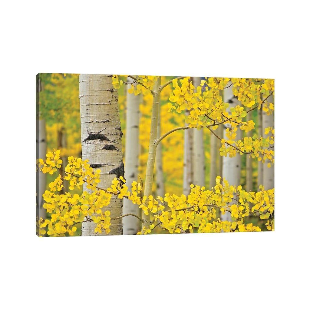 iCanvas "Aspen Autumn" by Dennis Frates Canvas Print