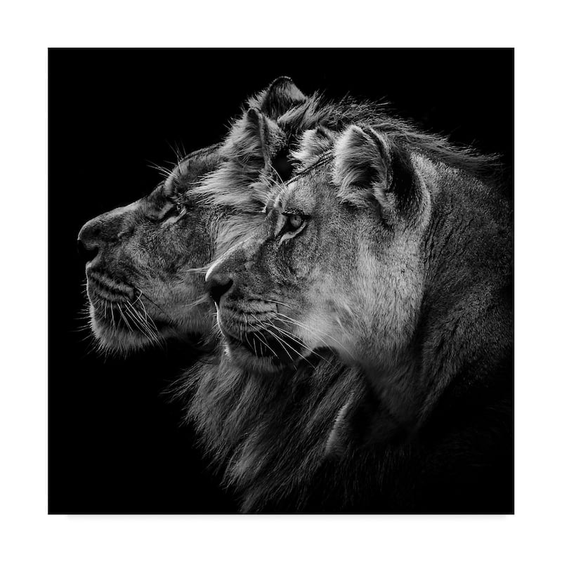 Laurent Lothare Dambreville 'Lion And Lioness Portrait' Canvas Art