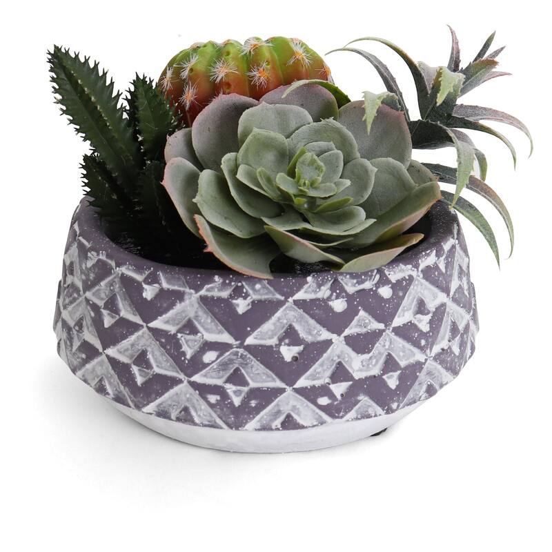 Succulent Garden - Mini - Eden - 1 Pack