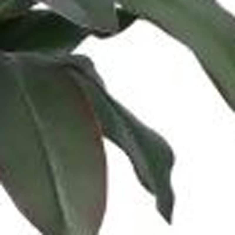 HomeRoots 47" Green Artificial Dracaena Tree in a White Pot - 7.48 in. x 47.24 in. x 7.87 in.