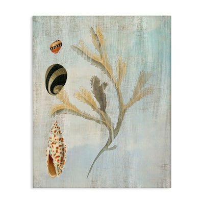 Stupell Mixed Seashells & Coral Canvas Wall Art Design By Susan Arnot