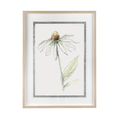 Echinacea II Framed Art Print