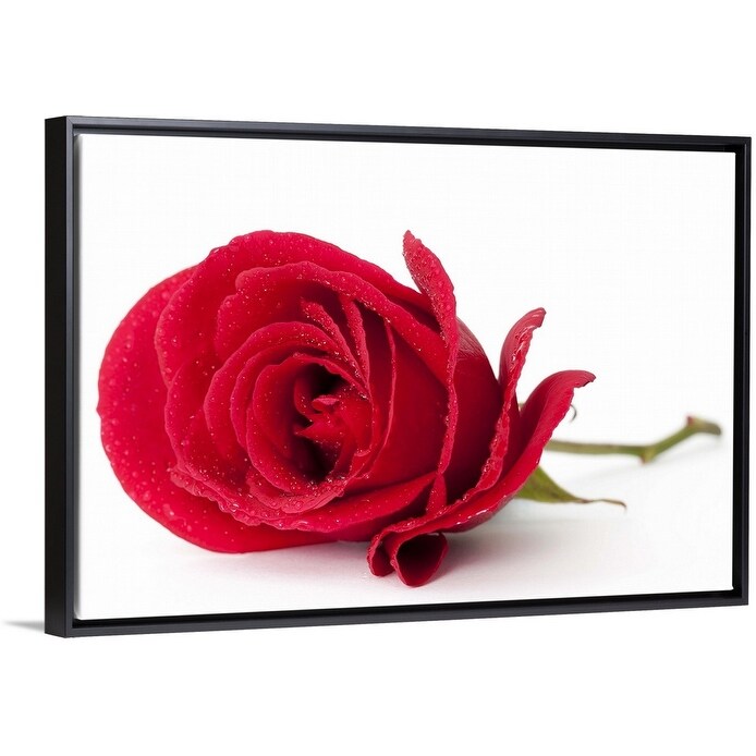 Shop A Beautiful Single Red Rose Isolated On White Black Float