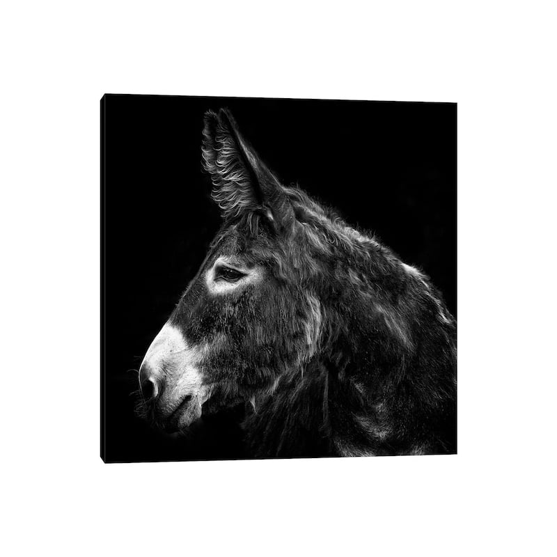 iCanvas "Donkey Portrait I" by PHBurchett Canvas Print