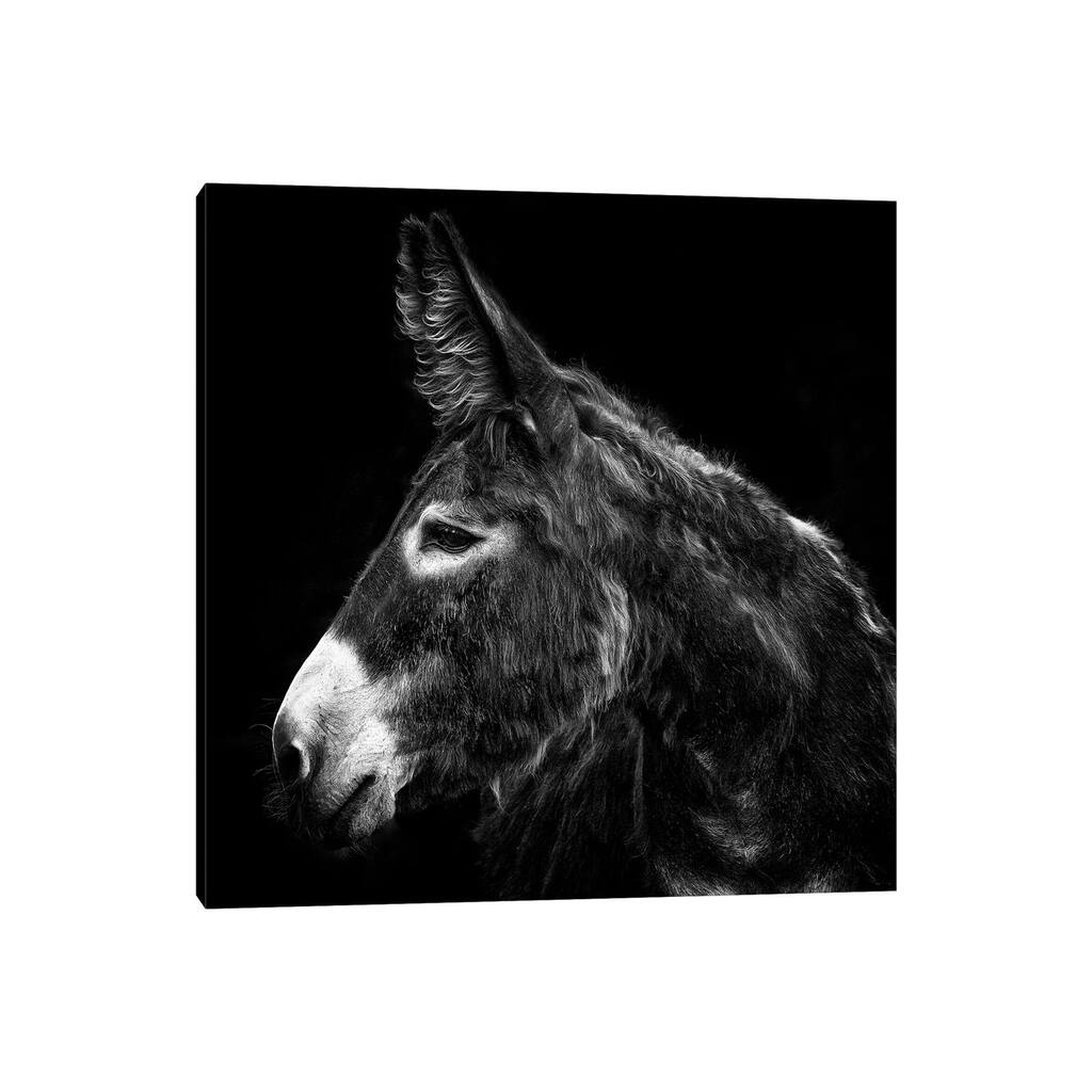 iCanvas "Donkey Portrait I" by PHBurchett Canvas Print