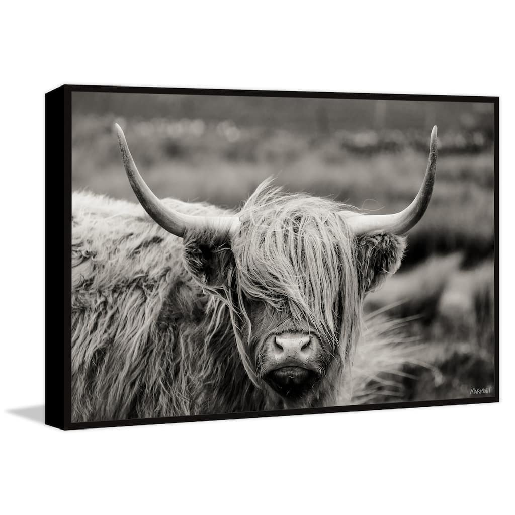 Hairy Face Cattle Floater Framed Print on Canvas