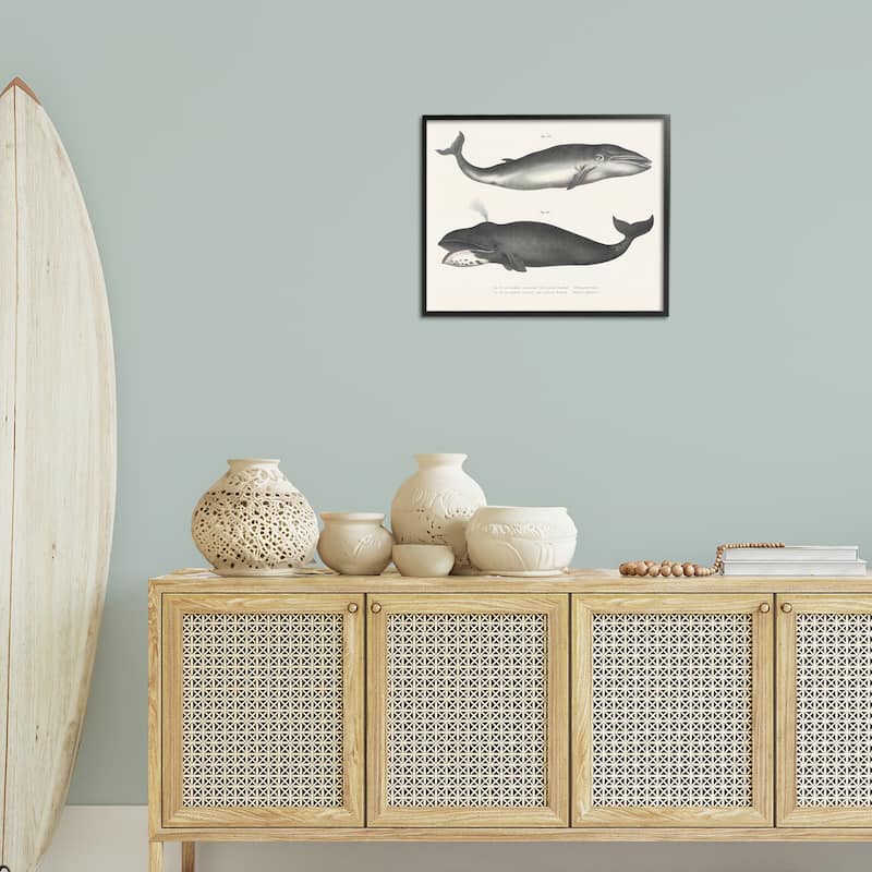 Stupell Vintage Whale Study Diagrams Framed Giclee Art Design By Phillipa Katz