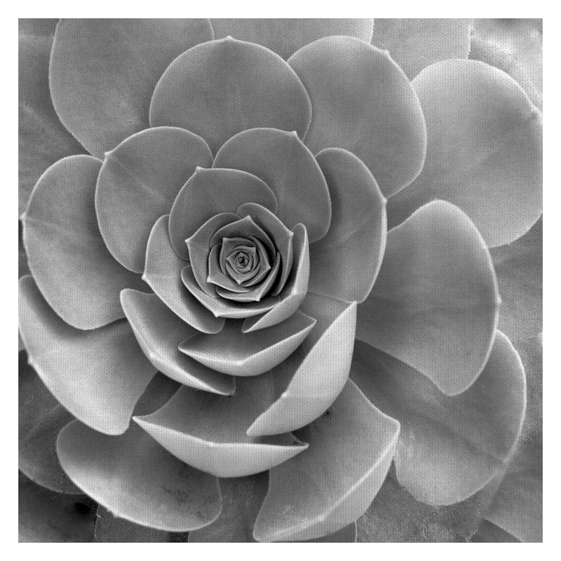 Floral #22 by Alan Blaustein Canvas Art Print