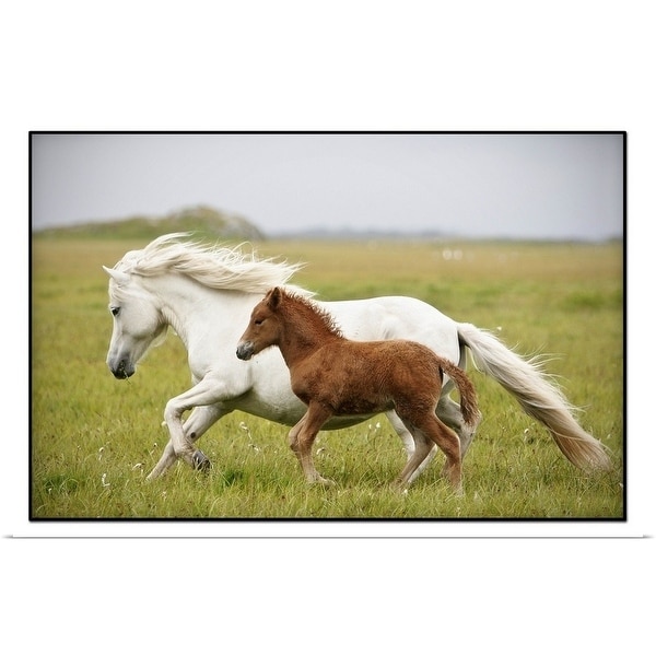 "Running mare and her foal in Iceland" Poster Print